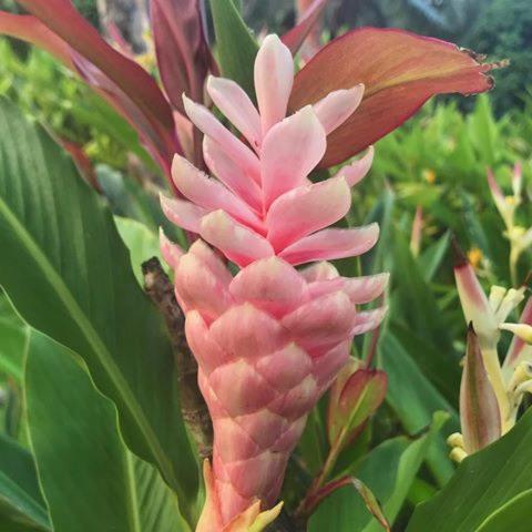 Bay Of Plenty Nature Lodge Nanuya Lailai المظهر الخارجي الصورة