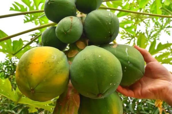 Bay Of Plenty Nature Lodge Nanuya Lailai المظهر الخارجي الصورة